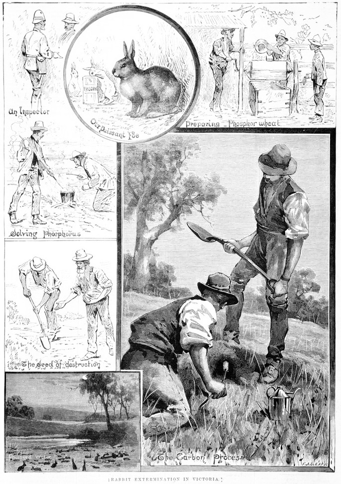 Old black and white sketch in newspaper Australia 1885
