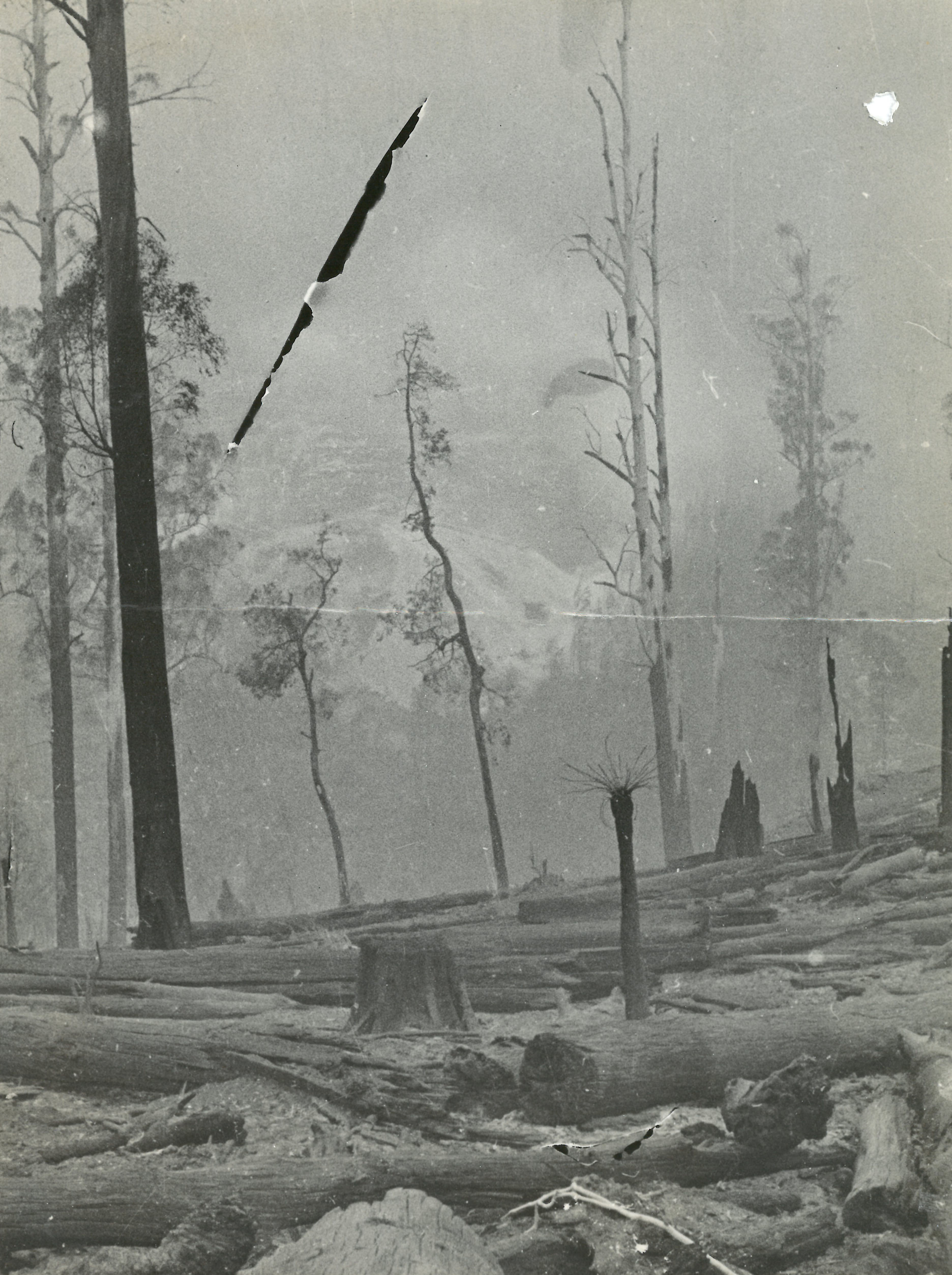 black and white photo of smoke forest and destruction