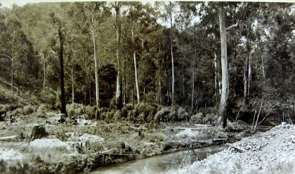 Photograph entitled, ‘Maroondah Valley looking upstream before removal of timber 6.12.16